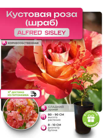 ALFRED SISLEY (АЛЬФРЕД СИСЛЕЙ) №67