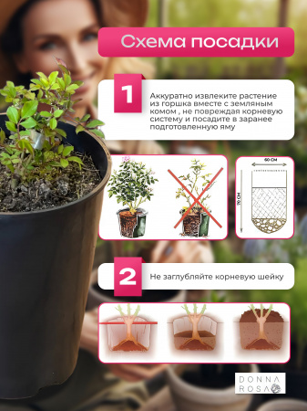 BLUSHING BABYLON EYES (БЛАШИНГ БАБИЛОН АЙЗ) №28