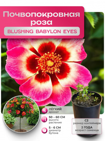 BLUSHING BABYLON EYES (БЛАШИНГ БАБИЛОН АЙЗ) №28