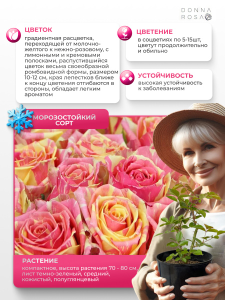 Саженец FIESTA (Фиеста) №42