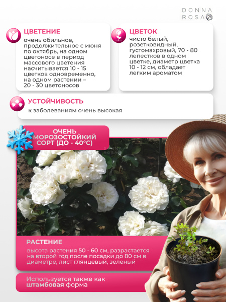 BLANC MEILLANDECOR (БЛЭНК МЕЙЛАНДЕКОР) №71