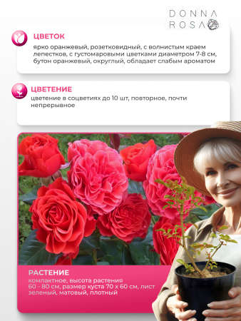 LADY OF BELGRADE (ЛЕДИ ОФ БЕЛГРАД) №82