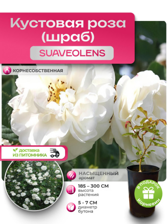 SUAVEOLENS (СУОВИОЛЕНС) №59