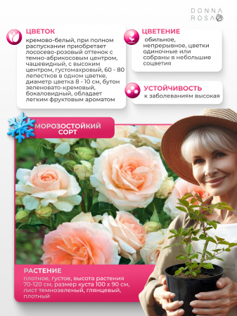 BELLE DE GADAGNE (БЕЛЛЕ ДЕ ГАДАНЬЕ) №49