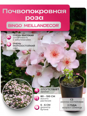 BINGO MEILLANDECOR (БИНГО МЭЙЛАНДЕКОР) №30