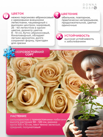 Саженец AVALANCHE PEACH (Аваланж Пич) №40