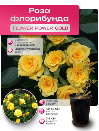 Flower power gold (ФЛАУВЕР ПАУВЕР ГОЛД) №104