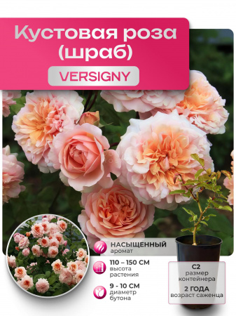 VERSIGNY (ВЕРСАЙНИ) №14