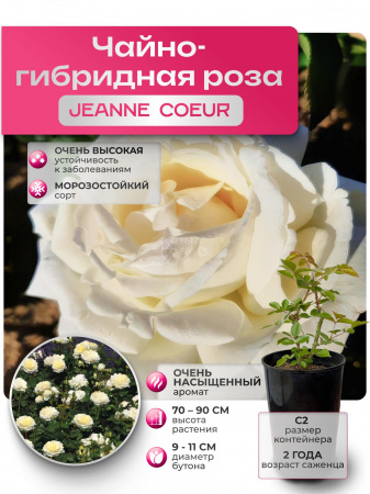 JEANNE COEUR (ЖИАН КЕР) №50