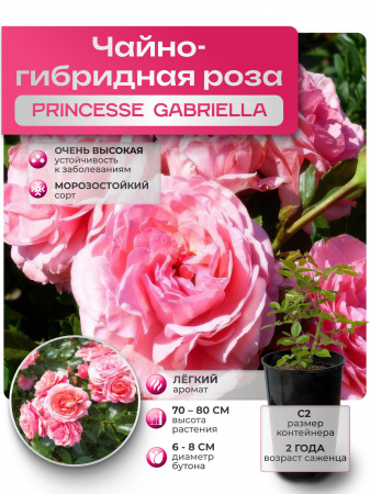 PRINCESSE GABRIELLA  (ПРИНЦЕССА ГАБРИЕЛЛА) №57