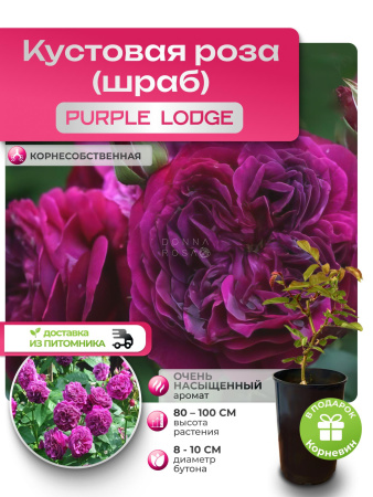 PURPLE LODGE (ПЕРПЛ ЛОДЖ) №10