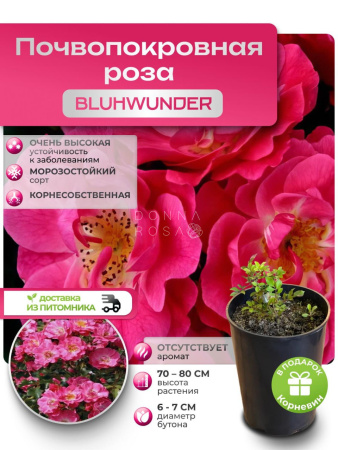 BLUSHWUNDER (БЛАШВАНДЕР) №115