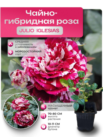 JULIO IGLESIAS (ДЖУЛИО ИГЛЕСИАС) №107