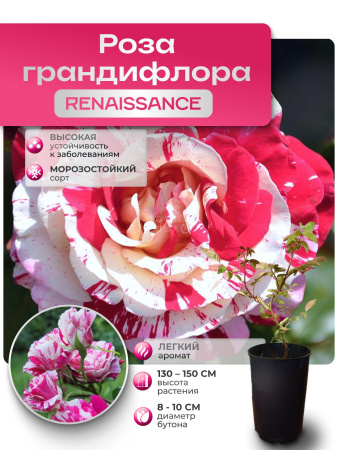 Renaissance (РЕНИСАНС) №101