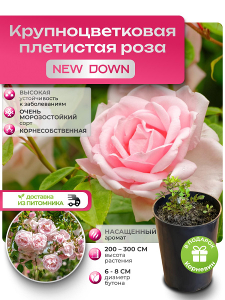 NEW DOWN (НЬЮ ДАУН) №61