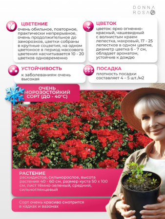 SIMONIDA (СИМОНИДА) №111