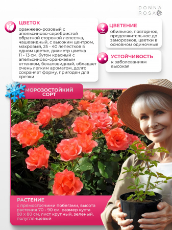 Саженец WOW (ВАУ) №41