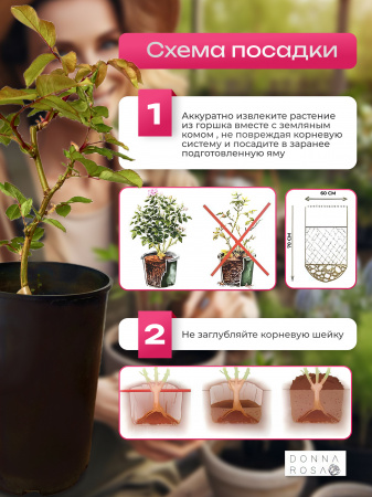 ANNE SOPHIE PIC (ЭНН СОФИ ПИК) №16