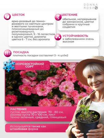 BLUSHWUNDER (БЛАШВАНДЕР) №115