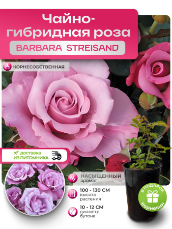 BARBARA STREISAND (БАРБАРА СТРЭЙЗАРД) №76