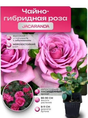 JACARANDA (ДЖАКАРАНДА) №108