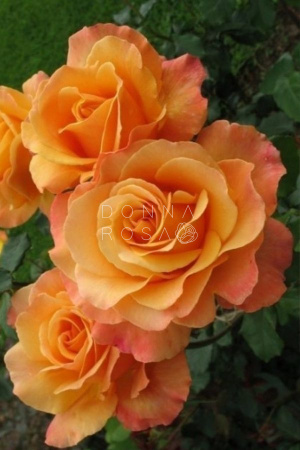 LOLITA (ЛОЛИТА) №78