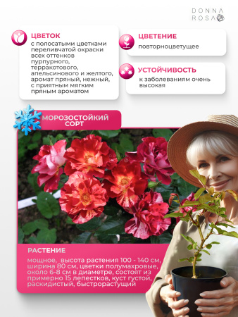 SUMMER LODGE (САММЕР ЛОДЖ) №08