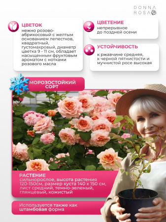 ABRAHAM DARBY (АБРАХАМ ДАРБИ) №04