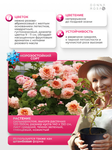 ABRAHAM DARBY (АБРАХАМ ДАРБИ) №04