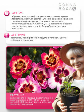 BLUSHING BABYLON EYES (БЛАШИНГ БАБИЛОН АЙЗ) №28