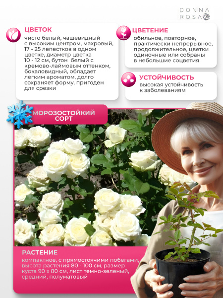 Саженец AVALANCHE (Аваланж) №39