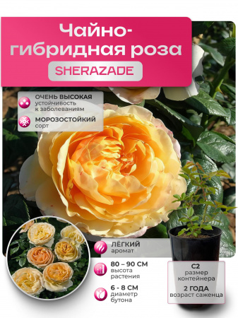 SHERAZADE (ШЕРАЗАДЭ) №58