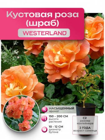 WESTERLAND (ВЕСТЕРЛЭНД) №15