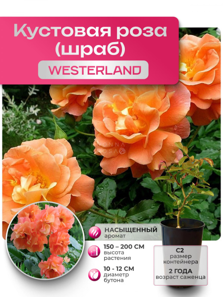 WESTERLAND (ВЕСТЕРЛЭНД) №15