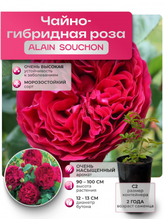 ALAIN SOUCHON (АЛАН СУШОН) №45