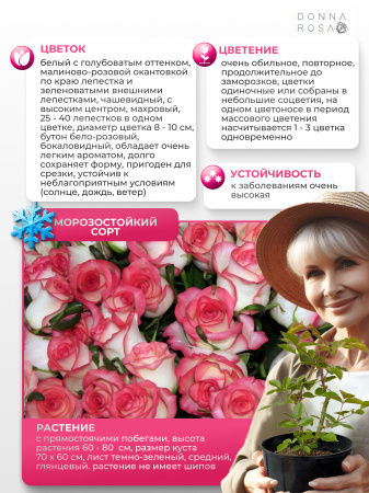 Саженец JUMILIA (Джумилия) №37