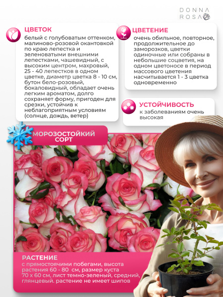 Саженец JUMILIA (Джумилия) №37