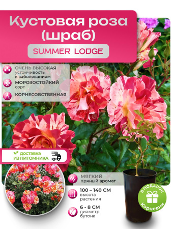 SUMMER LODGE (САММЕР ЛОДЖ) №08