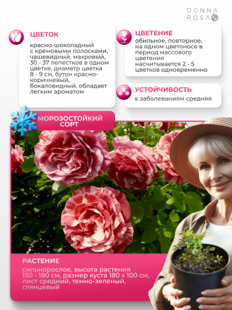 BROWNIE (БРАУНИ) №18