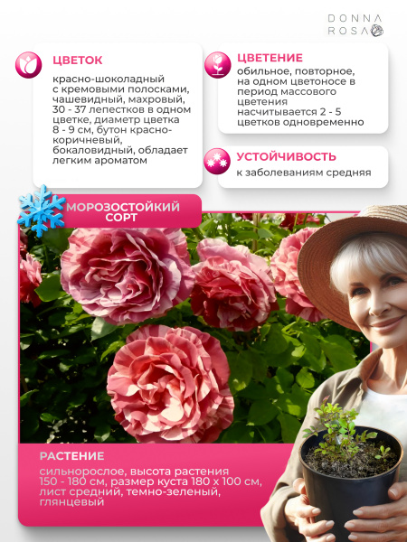 BROWNIE (БРАУНИ) №18