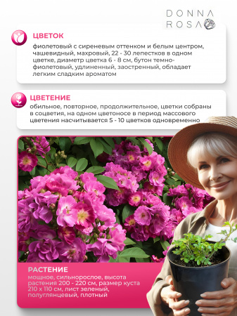 PERENNIAL BLUE (ПЕРЕННИАЛ БЛУ) №24