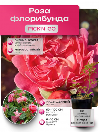 PICK’N GO (ПИК ЭН ГОУ) №35