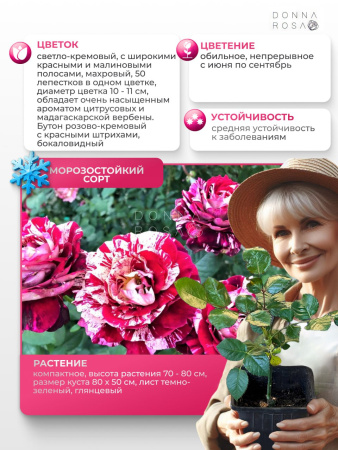 PAPAGENO (ПАПАГЕНО) № 113