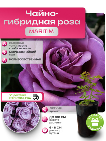 MARITIM (сиреневый) МАРИТИМ №118