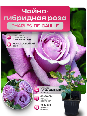 CHARLES DE GAULLE (ЧАРЛЬЗ ДЕ ГАУЛЛЕ) №112