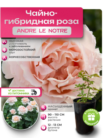 ANDRE LE NOTRE (АНДРЭ ЛЕ НОТРЭ) №75