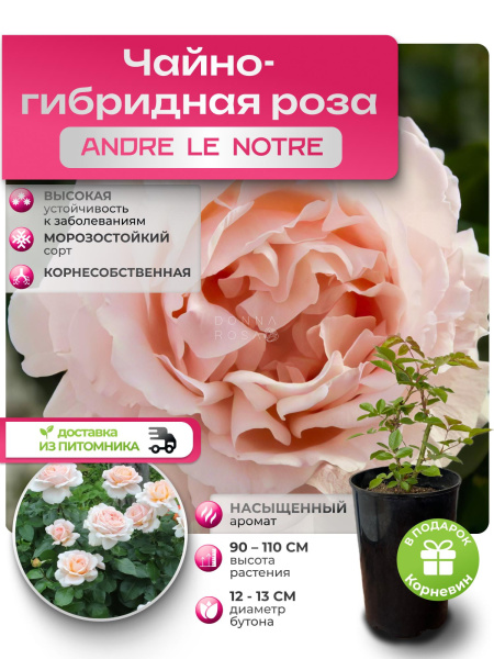 ANDRE LE NOTRE (АНДРЭ ЛЕ НОТРЭ) №75