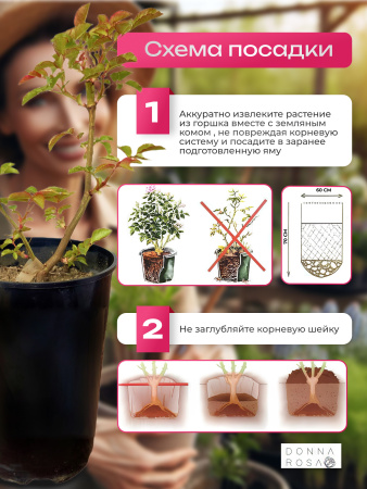 SUAVEOLENS (СУОВИОЛЕНС) №59