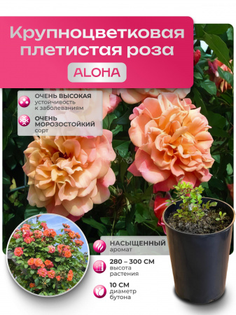 ALOHA (АЛОХА) №22
