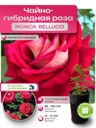 MONICA BELLUCCI (МОНИКА БЕЛУЧЧИ) №52